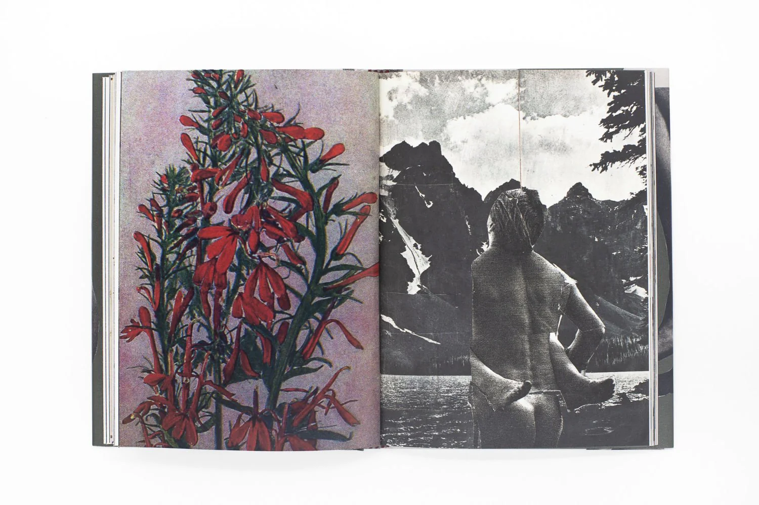 Wild Flowers by James Gallagher - Image 10