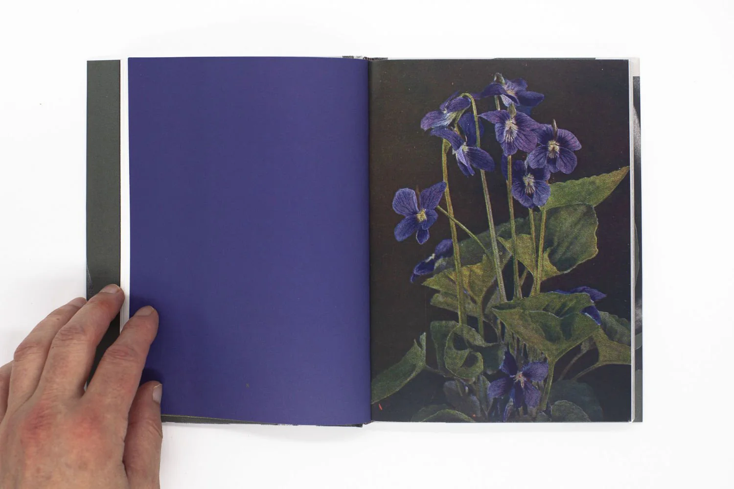 Wild Flowers by James Gallagher - Image 4