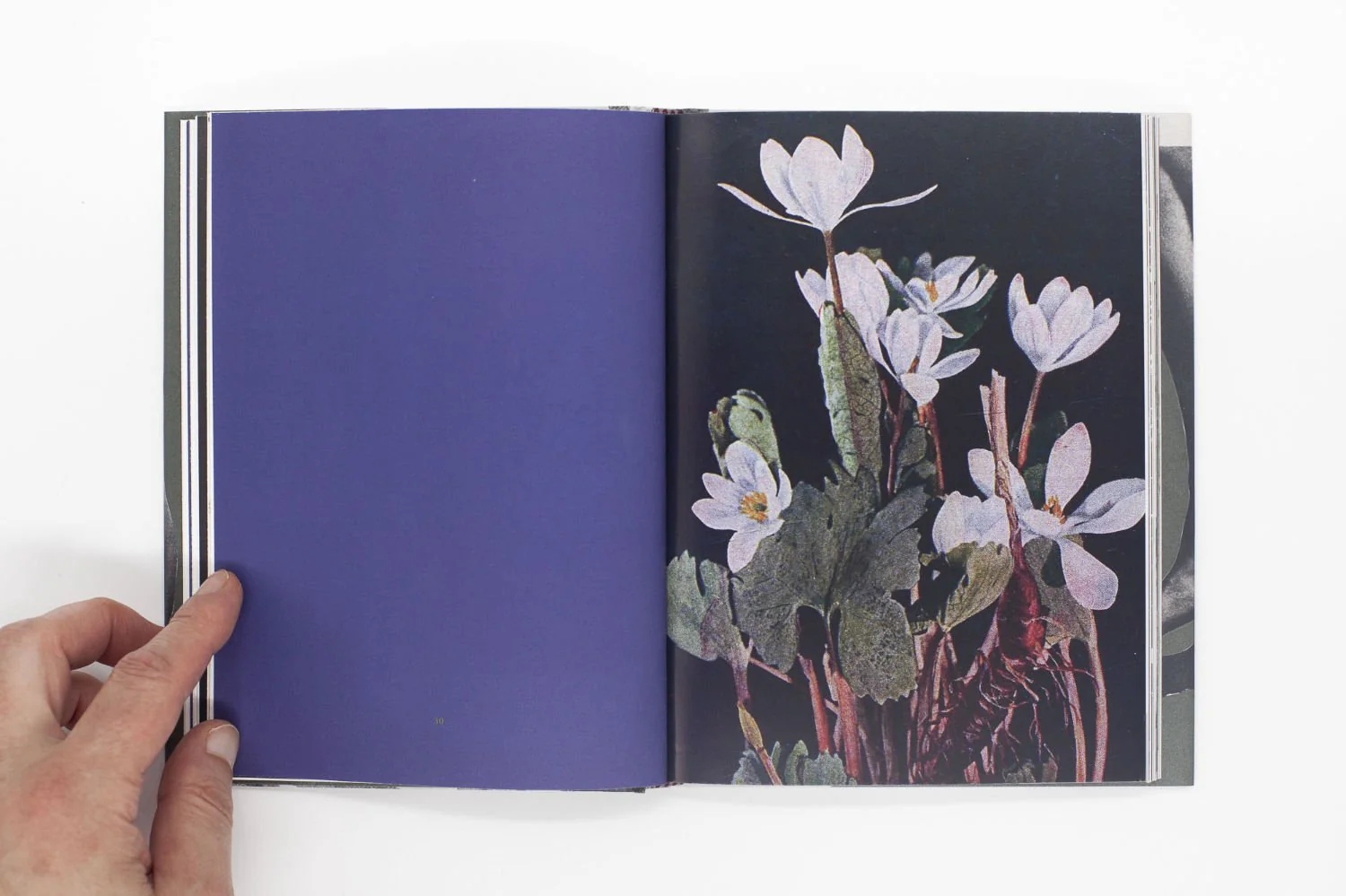 Wild Flowers by James Gallagher - Image 6