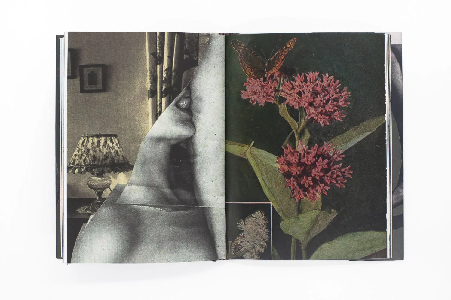 Wild Flowers by James Gallagher - Image 9