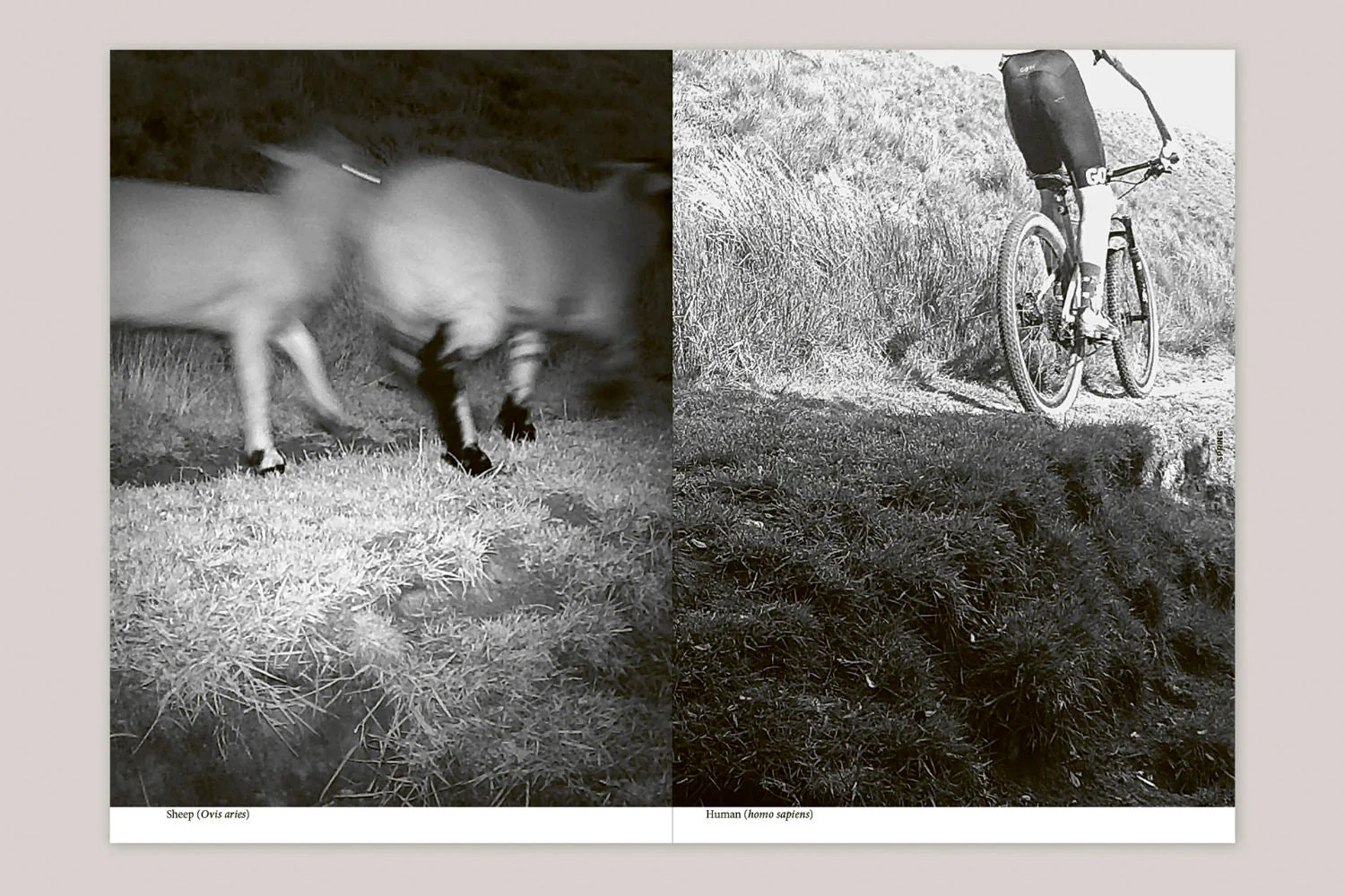 With Love. From an Invader. – Rhododendrons, Empire, China and Me by Yan Wang Preston - Image 7
