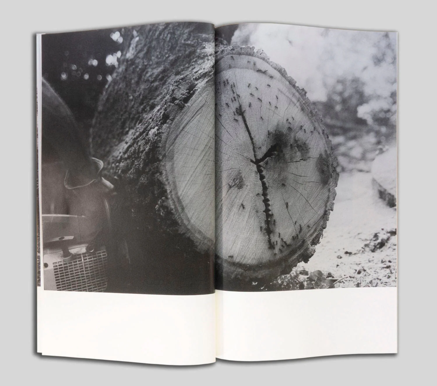 Yellow Pine by Harrison Miller - Image 14