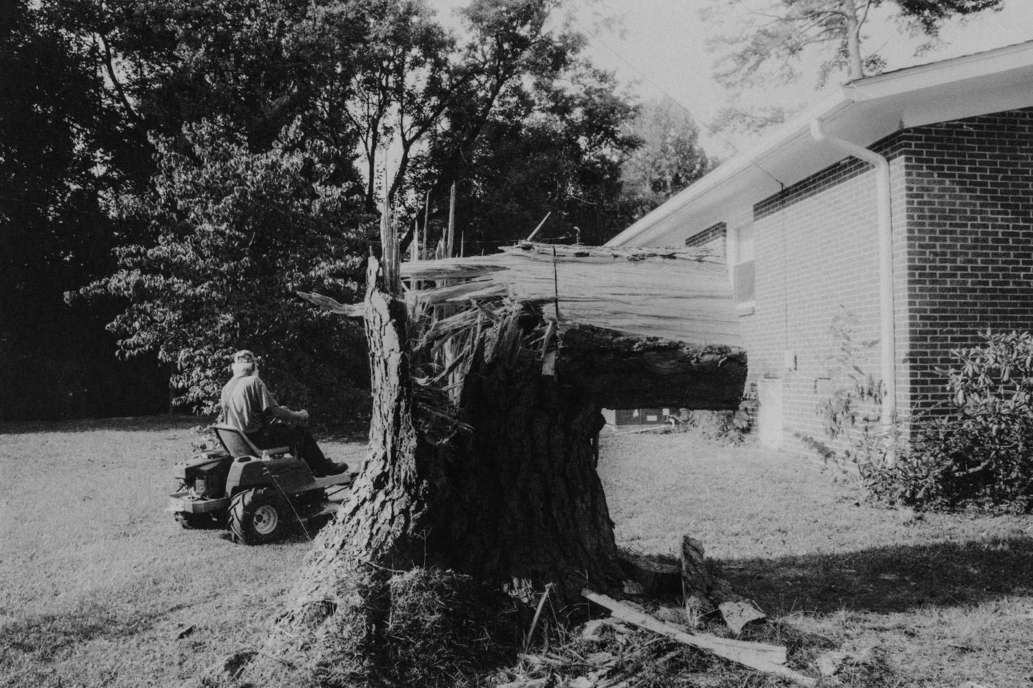 Yellow Pine by Harrison Miller - Image 15